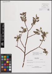 Foto von Salix eriocephala var. watsonii (Bebb) Dorn